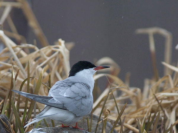 Kalatiira, Common Tern, Sterna hirundo